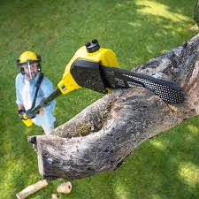 Trusted Riverton, WY Tree Care Experts
