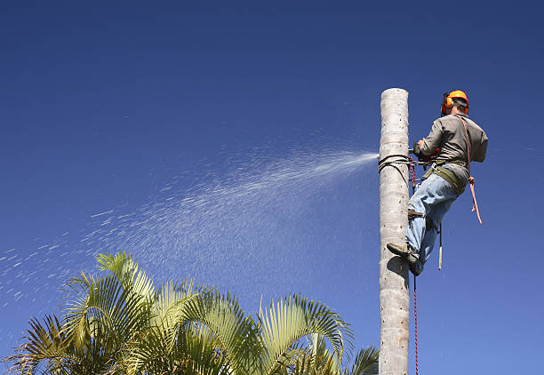 How Our Tree Care Process Works  in  Riverton, WY