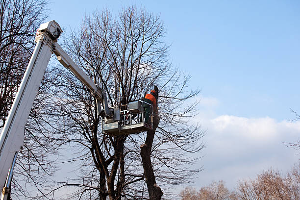 Leaf Removal in Riverton, WY
