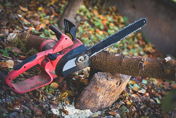 Pest Control for Lawns in Riverton, WY