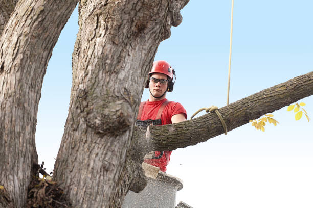 Best Palm Tree Trimming  in Riverton, WY